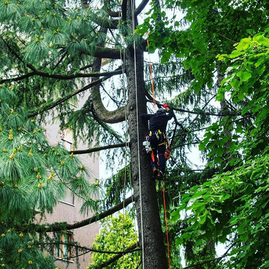 Tree Climberl
                                    .  